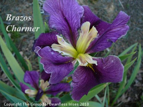 Brazos Charmer (0)